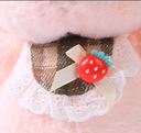 قلقاس أرنب 22 سم - مسحوق